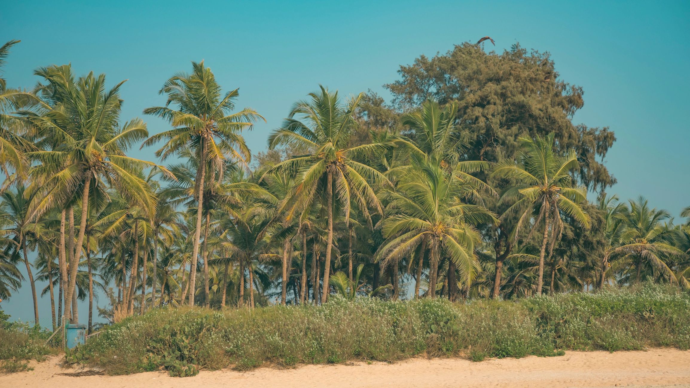 Goa beach landscape